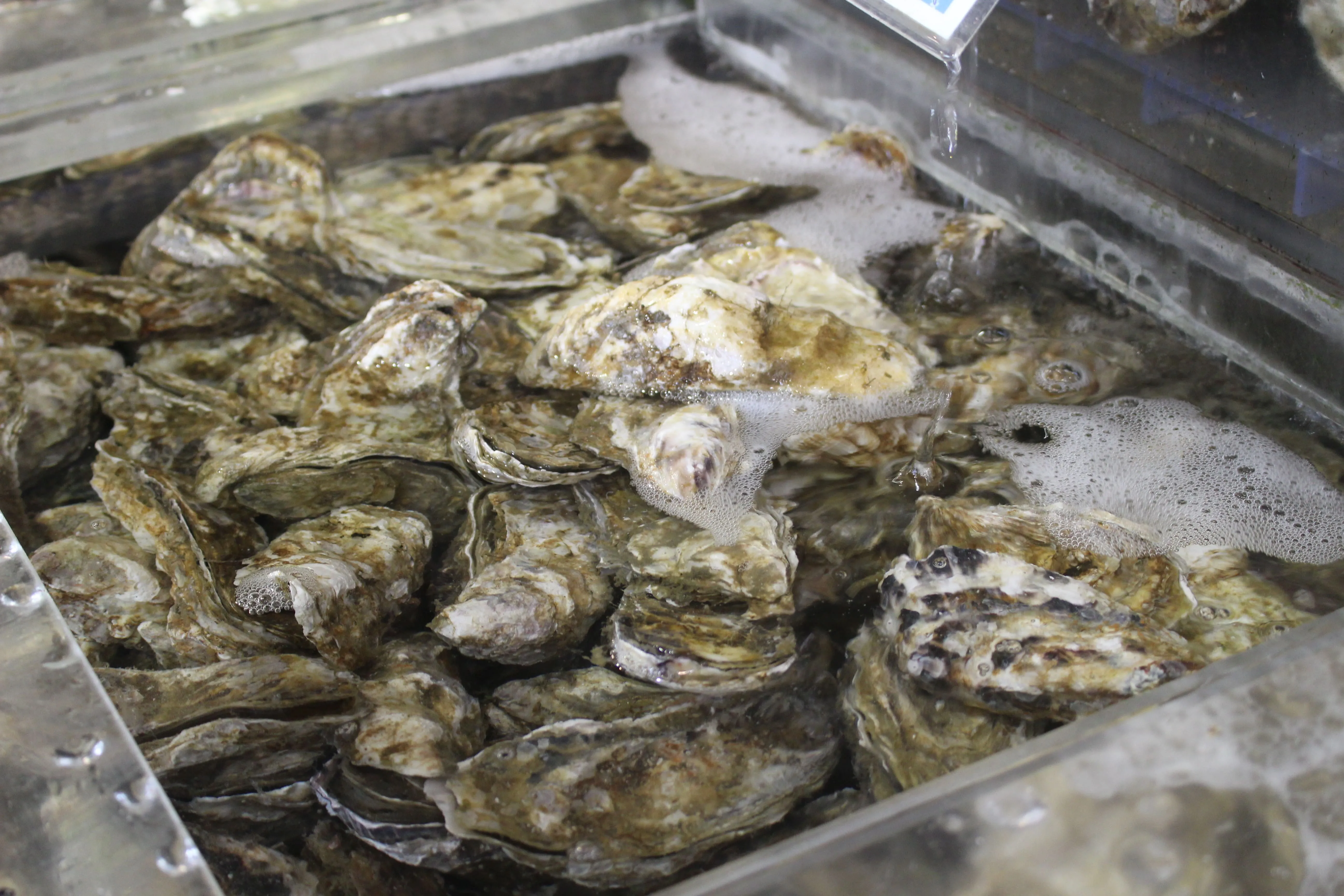 氷の上に並ぶ揚げたての魚介（厚岸の生牡蠣など）